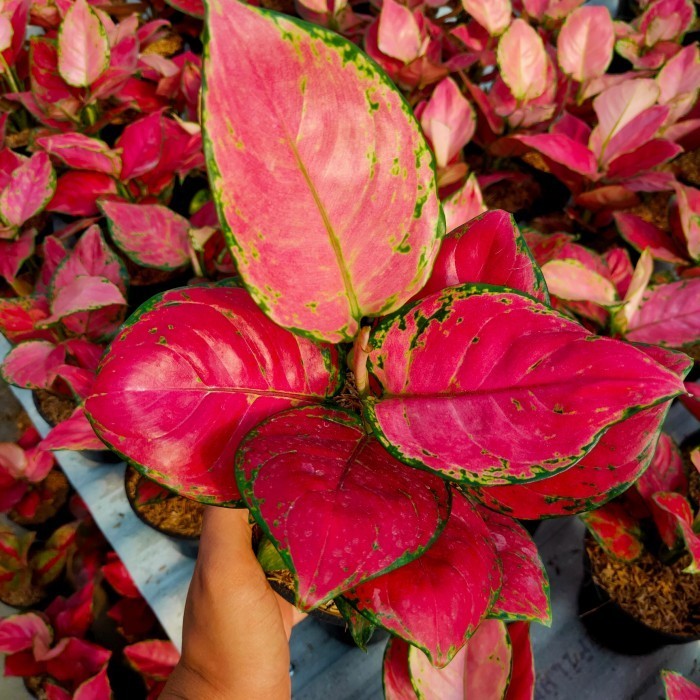 Bunga Aglonema Red Anjamani Remaja