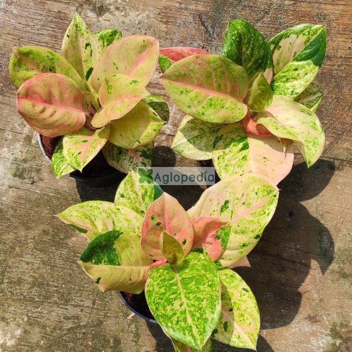 Aglonema Emerald - Aglopedia