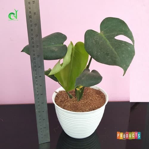 Philodendron Monstera Deliciosa