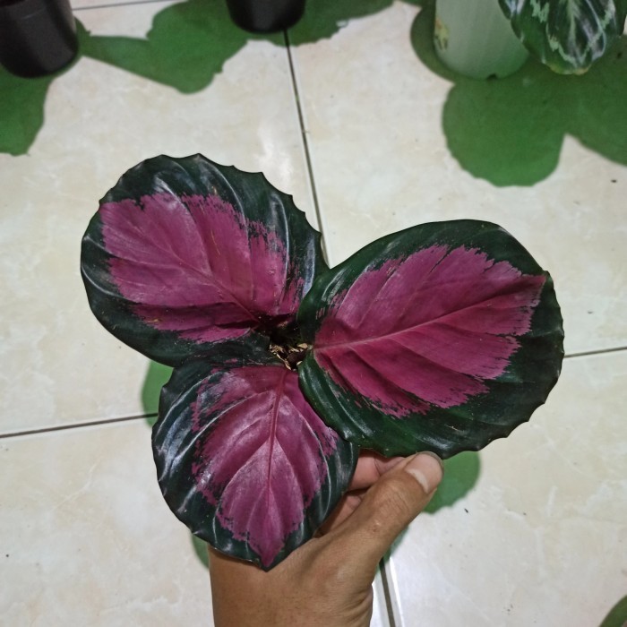 Calathea Roseopicta X Crimson Hybrid