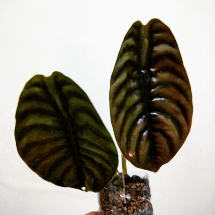 Alokasia Tengkorak Cuprea / Keladi Tengkorak