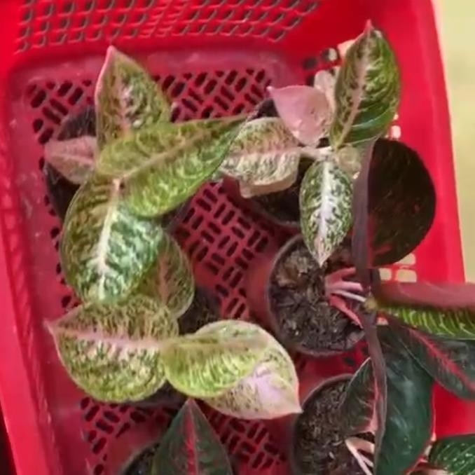 [New] Aglaonema Adelia
