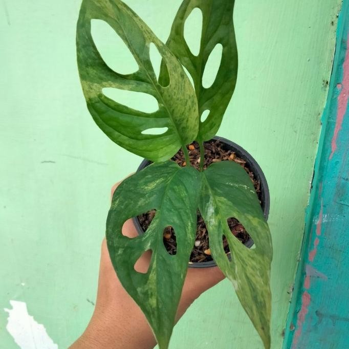 [New] Monstera Andansonii Varigata Lokal/Janda Bolong Varigata Lokal