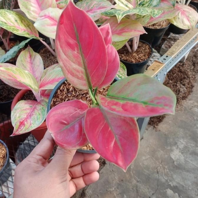 [Baru] Tanaman Hias Aglonema Ayunindi Remaja