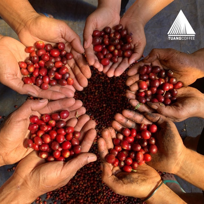 

Roasted Bean Premium Arabica Washed Tuang Coffee 250Gr