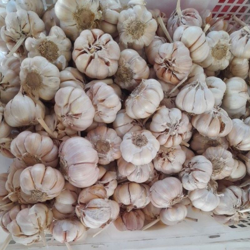 

Bawang Putih Sinco