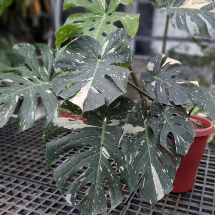 Monstera Thailand Japan Leb - Monthai Constellation - Monthai Japan