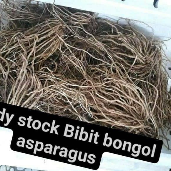 Akar Asparagus Siap Tanam