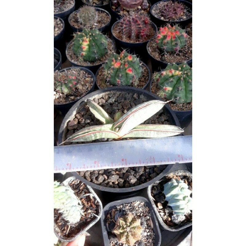 sanseviera eliensis (king of Sanseviera) / F050