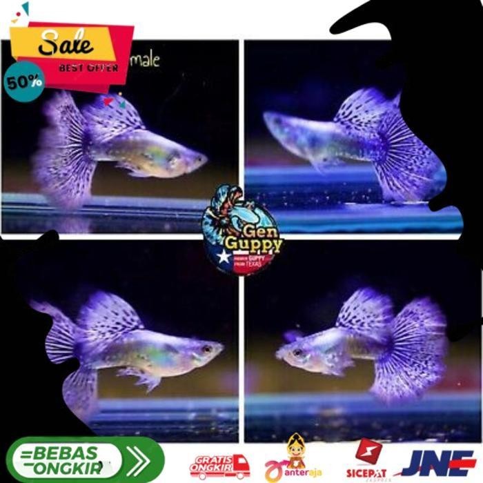 IKAN GUPPY PURPLE DRAGON INSTAN/SAMDAY ALISUP