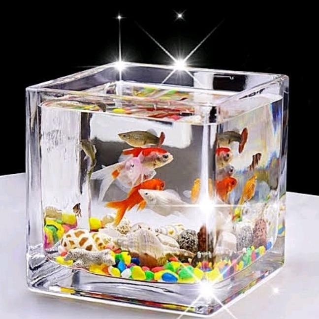 Aquarium Ni Kaca Nimalis / Akuarium Ikan Kecil Aesthetic