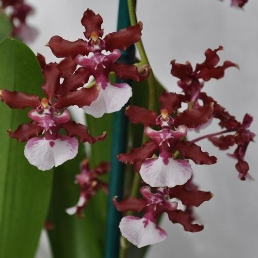 Oncidium Sharry Baby "Sweet Fragrance"
