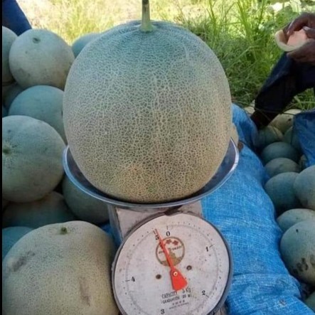 SALE 2 BIBIT MELON JUMBO F1 HIBRIDA ORANGE MADU BENIH TANAMAN BUAH SUPER