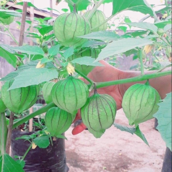 SALE 3 BENIH CIPLUKAN JUMBO BIBIT BUAH CIPLUKAN TOMATILLO UNGGUL IMPORT