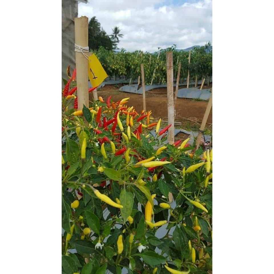 SALE!! BIBIT CABE RAWIT SETAN LENTERA F1 BENIH CABAI MERAH HIBRIDA SUPER