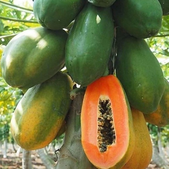 SALE 10 BIJI - BENIH BIBIT BUAH PEPAYA CALIFORNIA F1 UNGGUL