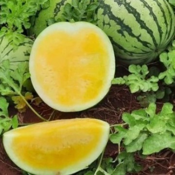 SALE 3 BIJI - BENIH BIBIT SEMANGKA NON BIJI KUNING F1 UNGGUL