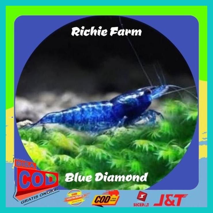 

UDANG HIAS BLUE DIAMOND ALISUP