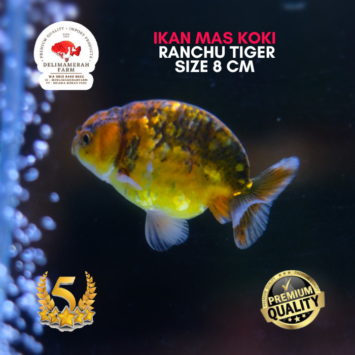 IKAN MAS KOKI RANCHU TIGER SIZE 8 CM PILIHAN TERBAIK SUPER KUALITASNYA