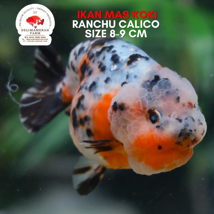 MAS KOKI RANCHU CALICO GOOD COLOR BERBONUS FREE KONSULTASI