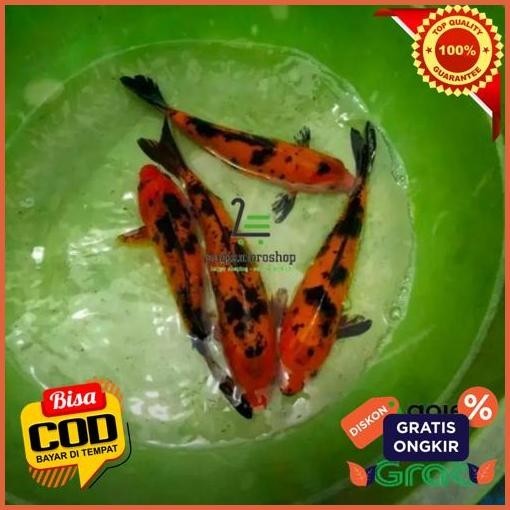 Flash Sale Bibit Ikan Mas Koi Merah Hitam Size 12-15 Stock Terbatas