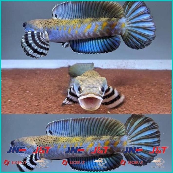 

BISMILLAH HIASAN AQUARIUM IKAN RED BARITO CHANNA BLUE PULCHRA YS 7-9CM (GOJEK) ALISUP