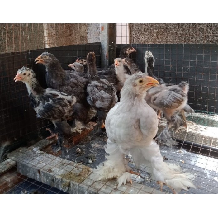 Ready Ayam brahma blue usia 1 bulan up ( real foto dan vidio )