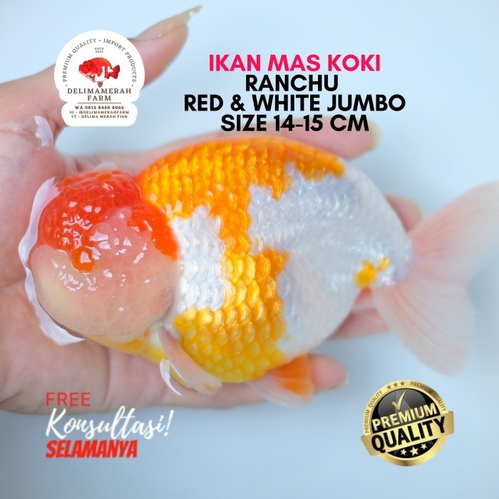 Ready IKAN MAS KOKI RANCHU RW BUFFALO JUMBO SIZE 13CM BESTQUALITY BERGARANSI