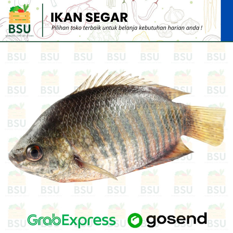 

Ikan Gurame Segar - 1 Ekor ( 500 Gram - 750 Gram )