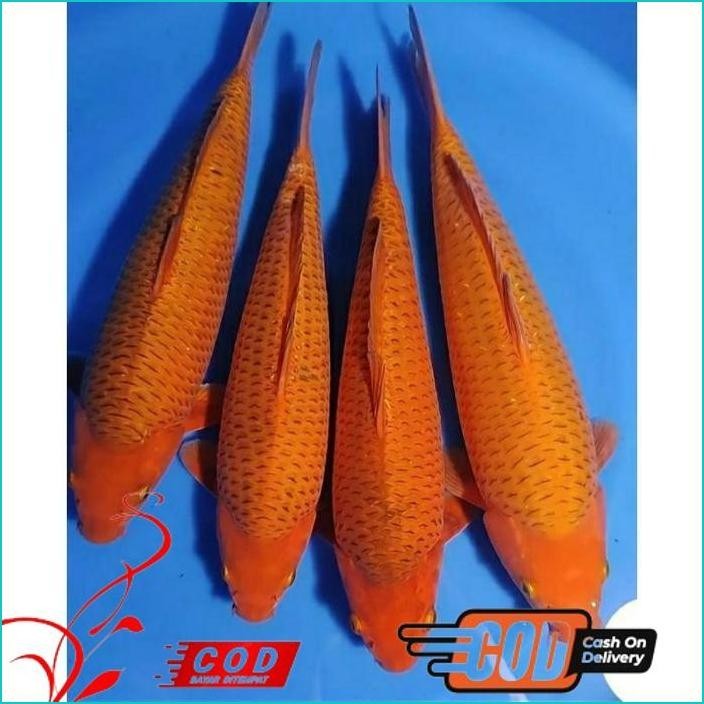 

BISMILLAH KOI BENIGOI PENJINAK BERKUALITAS GRADE A+ UKURAN 20-30CM UP ALISUP