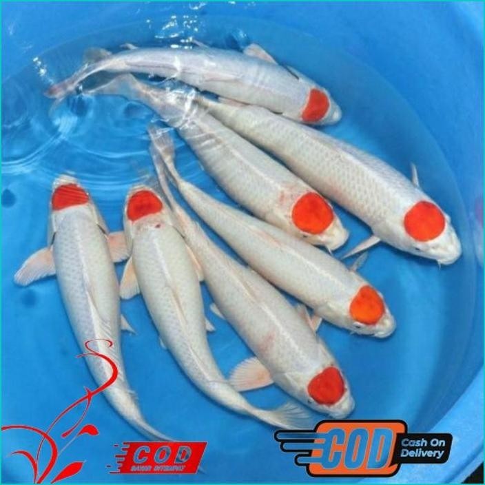 

BISMILLAH KOI TANCHO GRADE A UKURAN 20-22CM ALISUP