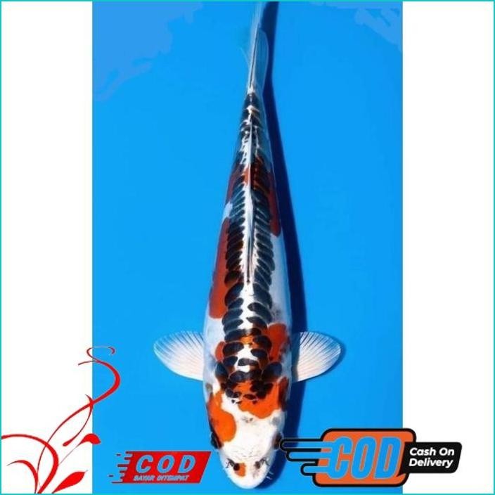 

BISMILLAH KOI KIKOKURYU/SHUSUI BLITAR BERKUALITAS UKURAN 17-20CM ALISUP