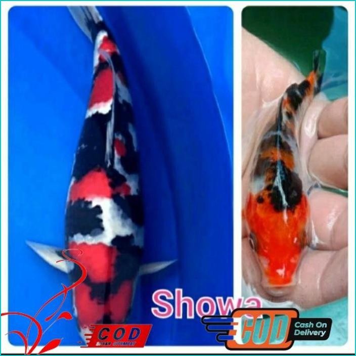 

BISMILLAH PAKET 5 EKOR BIBIT KOI SHOWA GRADE A UKURAN 10-13CM ALISUP
