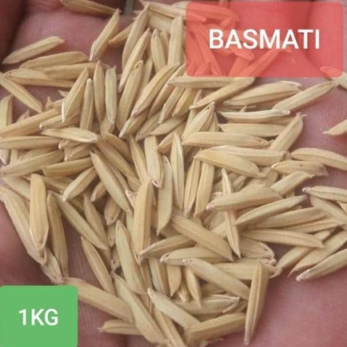 Promo Benih Bibit Padi Basmati Beras India Berkualitas MS54