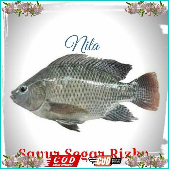 

BISMILLAH IKAN NILA 1KG ALISUP