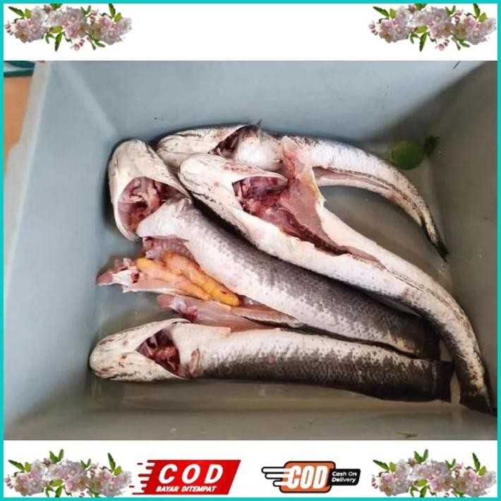 

BISMILLAH IKAN GABUS / IKAN KUTUK HIDUP SEGAR (READY SETIAP HARI) ALISUP