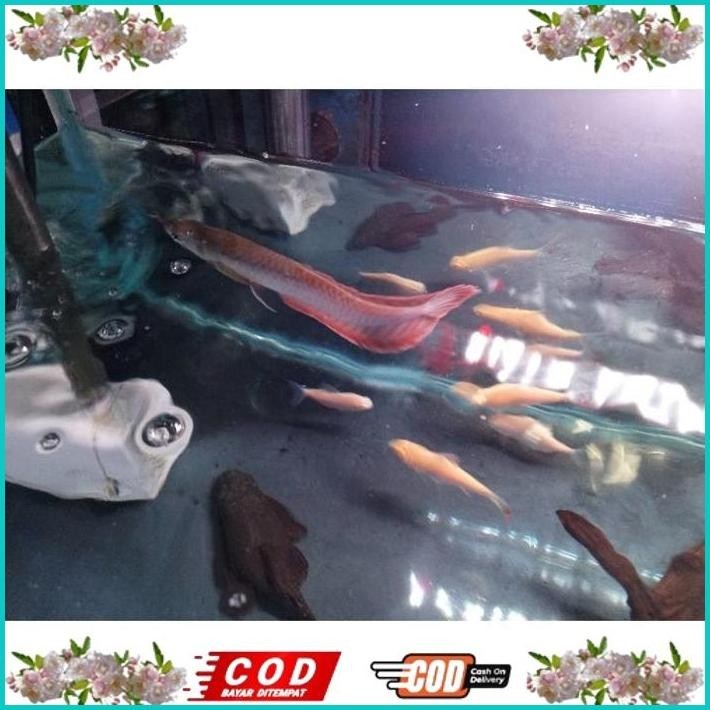 BISMILLAH [TERMURAH]ARWANA SILVER RED BRAZIL ALISUP