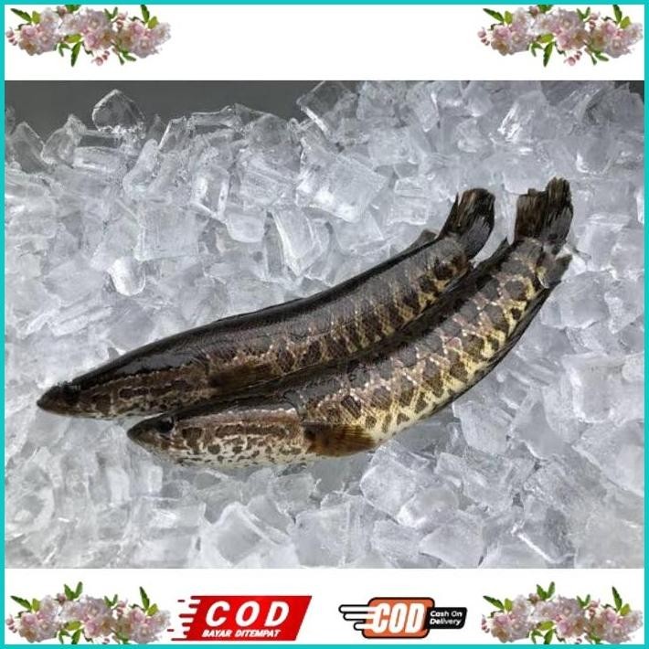 

BISMILLAH EXTRAK IKAN GABUS 1KG | KAPSUL GABUS 1000KAPSUL CURAH ALISUP