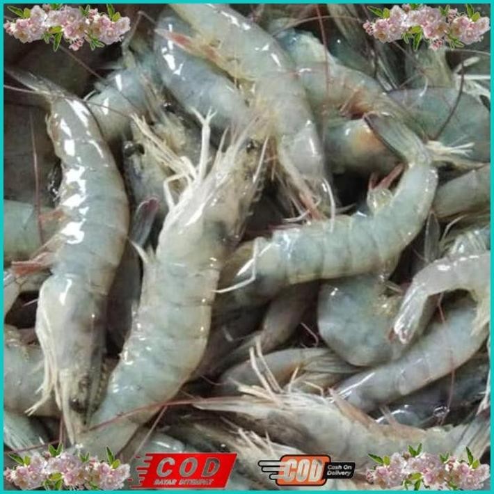 

BISMILLAH UDANG VANAME SEDANG SEGAR ALISUP