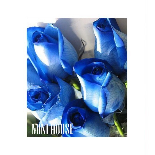BIBIT BENIH BIJI MAWAR / MAWAR BIRU