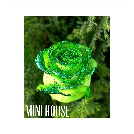 BIBIT BENIH BIJI MAWAR / MAWAR HIJAU