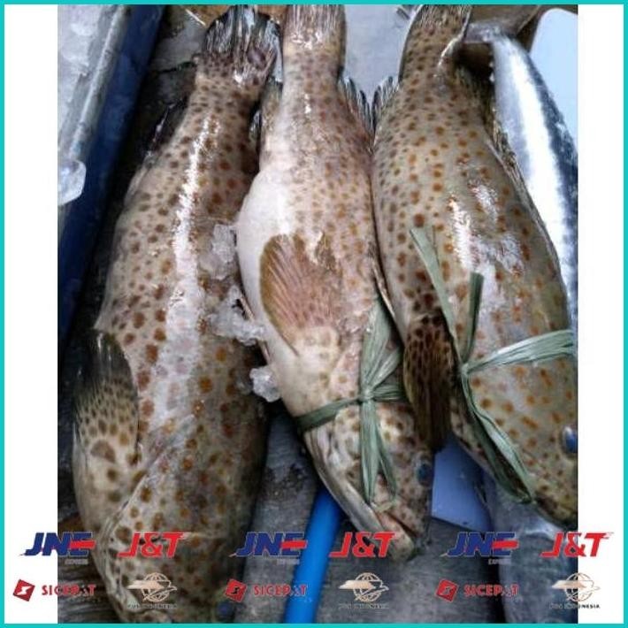 

BISMILLAH IKAN KERAPU SUPER/IKAN KERAPU BESAR SEGAR / IKAN LAUT SEGAR 1 KG ALISUP