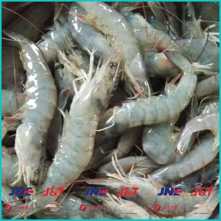 

BISMILLAH UDANG VANAME SEDANG SEGAR ALISUP