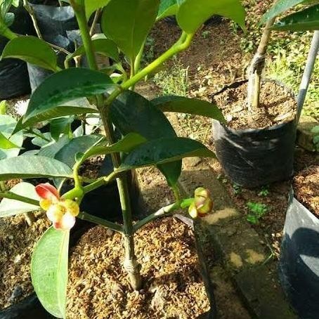 Bibit Manggis Sudah Berbuah Hasil Okulasi | Bibit Buah Manggis Unggul AX
