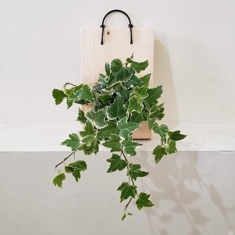 Wall Of Fame - English Ivy