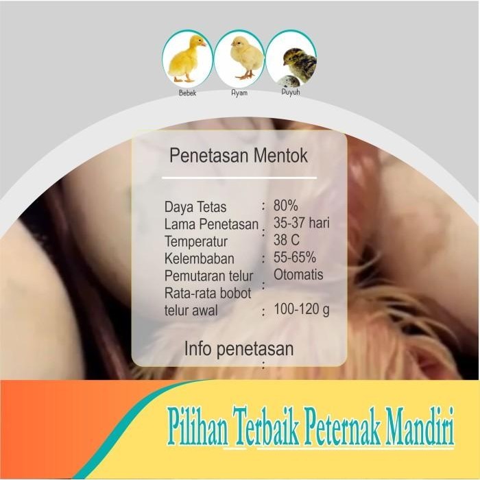 Mesin Tetas Telur Semi Otomatis Sam D50 At | Alat Penetas Ayam, Bebek