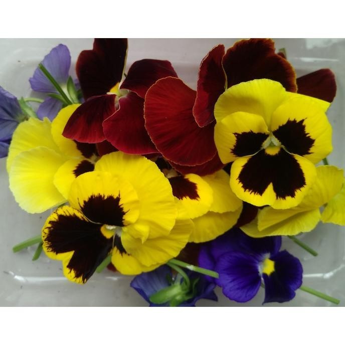 

Edible Flower- Pansy