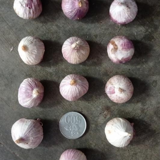 

Bawang Putih Tunggal | Bawang Lanang 1 Kg - Besar Tersortir Terbaik