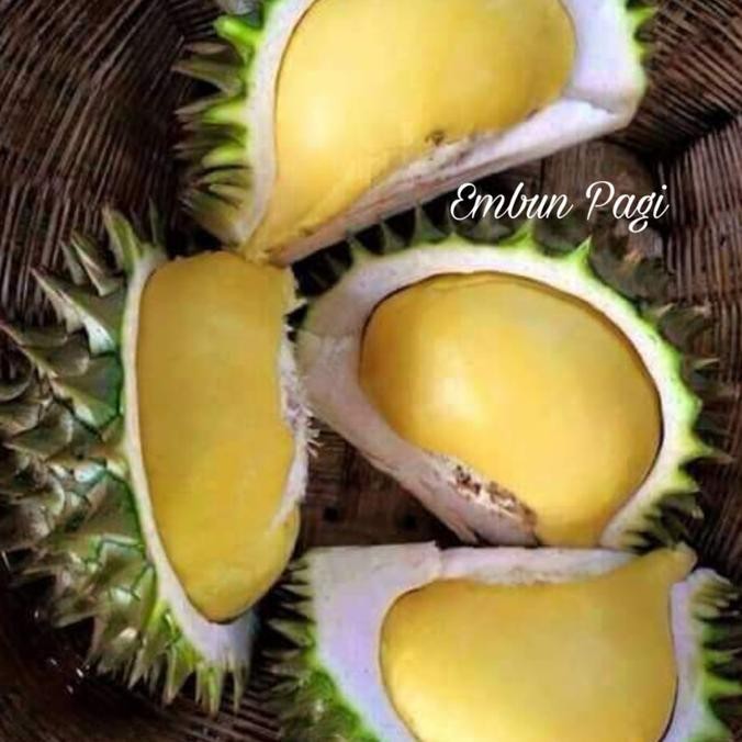 Bibit Buah Durian Karatungan Langka Asli Kalimantan Auu
