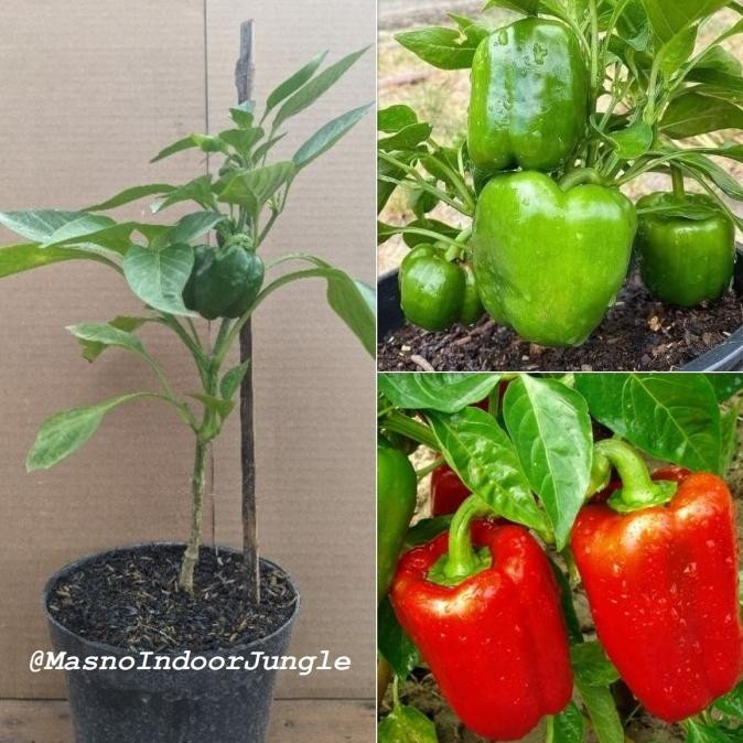 Tanaman Paprika - Bibit Pohon Tanaman Buah Paprika Berbuah Auu